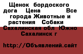 Щенок  бордоского  дога. › Цена ­ 60 000 - Все города Животные и растения » Собаки   . Сахалинская обл.,Южно-Сахалинск г.